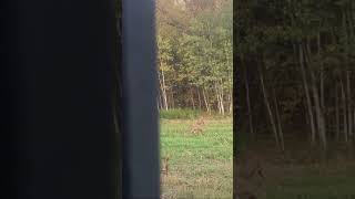2021 MN youth archery hunt, 40 yard shot!