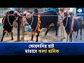 কোরবানির হাট মাতাতে বাজারে আসছে শেরপুরের কালা মানিক | Korbani Hat 2026 | Kaler Kantho