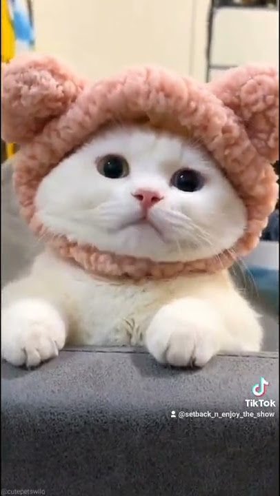 ketty #fyp #enjoy #shorts #fun #cute #ketty #cat