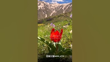 تلاوة خاشعة قصيرة بصوت الشيخ انس الميمان_رواية ادريس عن خلف العاشر #القران_الكريم #سَكِينة