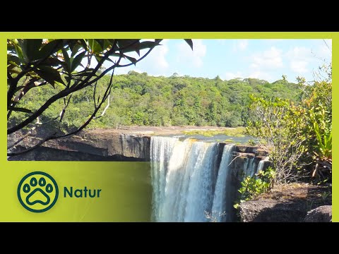 Der widerspenstige Fluss | Zu den Quellen des Essequibo 2/3 | Go Wild