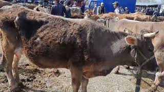 видео: Алматы, Бәйдібек би ауылы мал базар сауын сиырлар. картинка: Алматы, Бәйдібек би ауылы мал базар сауын сиырлар.
