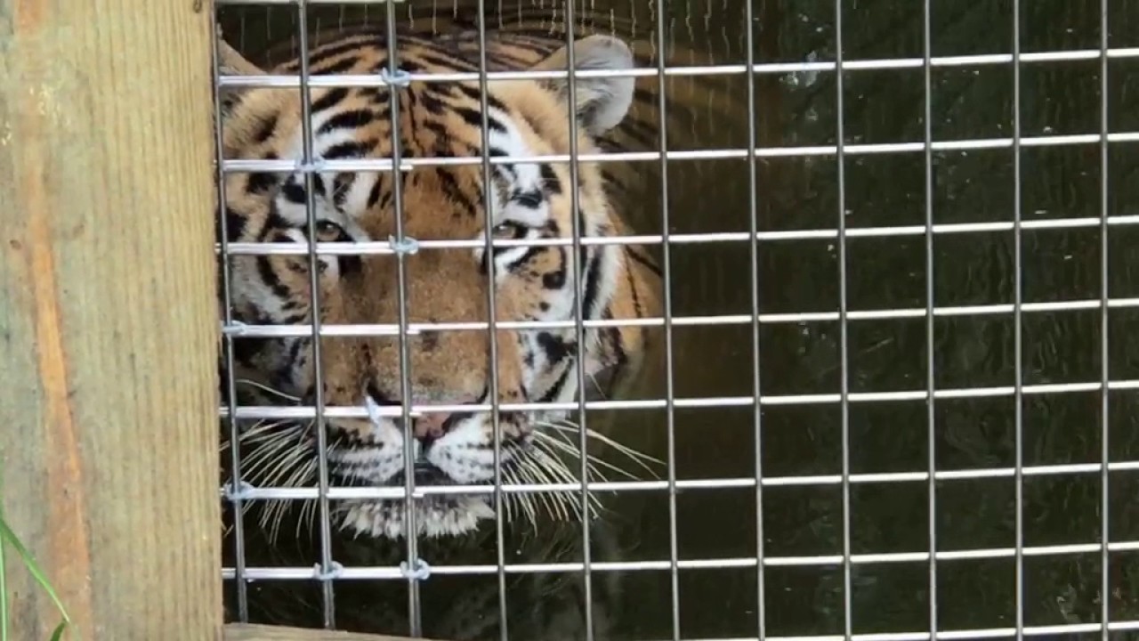 International Tiger Day 2017 Part 3 of 3