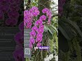 #WisdomQuotes #Mindset #InnerPeace #Orchid#mindfulness