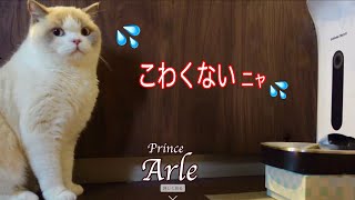 カリカリマシーンSPの音に過敏に反応する愛猫