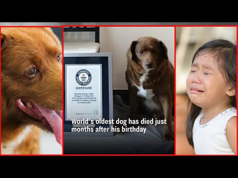 World's Oldest Dog