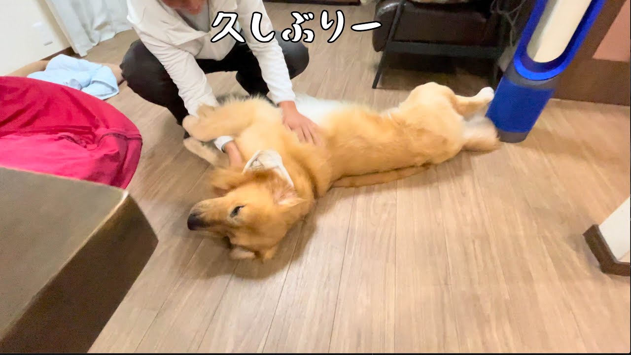 一人暮らしを始めた次男が久しぶりに帰ってきた ベンツはどんなお出迎えをするのか ゴールデンレトリバーベンツ Youtube 一人暮らしを始めた次男が久しぶりに帰ってきた ベンツはどんなお出迎えをするのか ゴールデンレトリバーベンツ Youtube