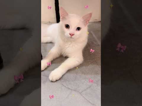 Fiter🥰♥️ #entertainment #catlovers #catshorts #entertaininganimals #pets