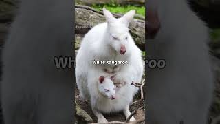 Top 10 Amazing white animals | Albino animals | top5factor | #shorts #top5 #animals #whiteanimals