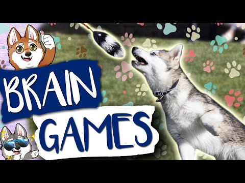 Easy Dog Confidence