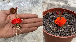 How to grow roses from calyx