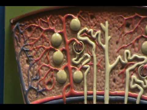 Video: Perbedaan Antara Renal Cortex Dan Renal Medulla