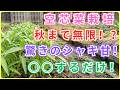 【成功確定】【夏野菜の王様】 空芯菜がどんどん育つ!驚くほど柔らかく甘く育てる栽培のコツと収穫術