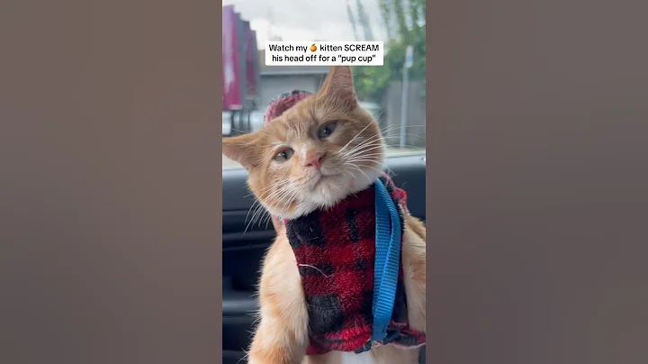 🧡 #seventheorangecat #pupcup #catadventures #catlovers #cats #kitten #pupcatvilla #funny #petlover