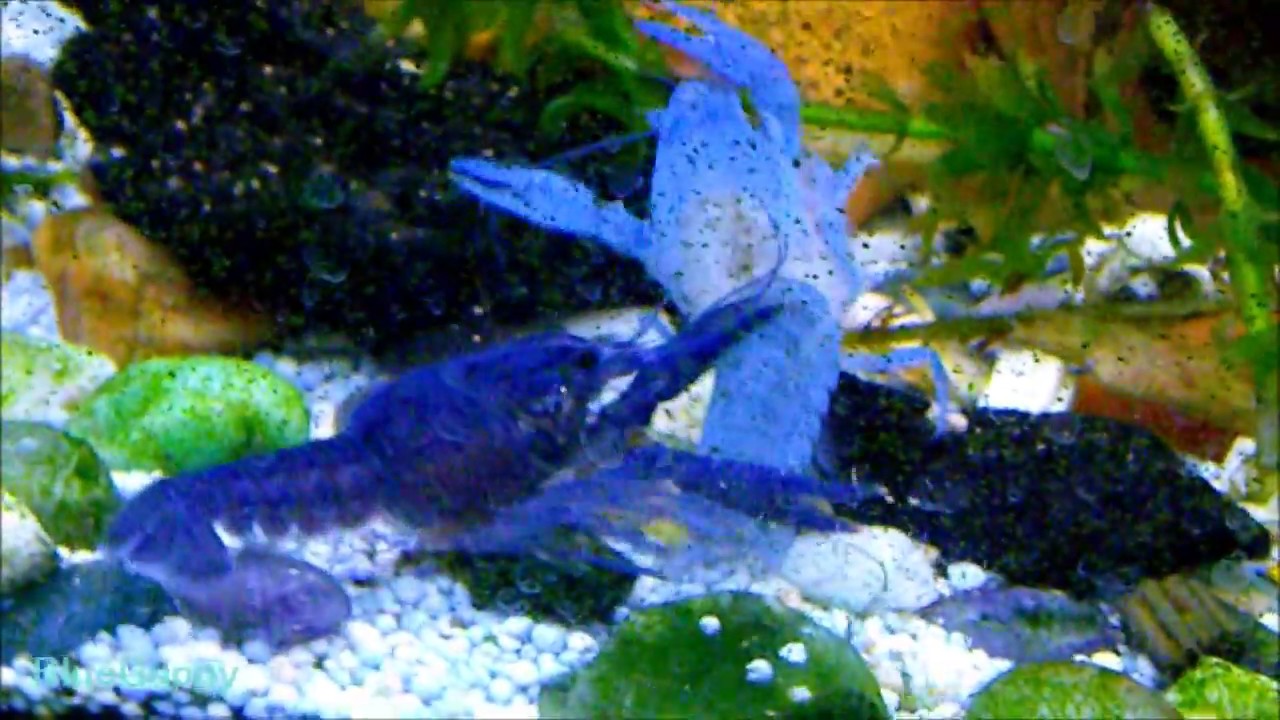 青ザリガニの脱皮 Molting Of Blue Crayfish Youtube