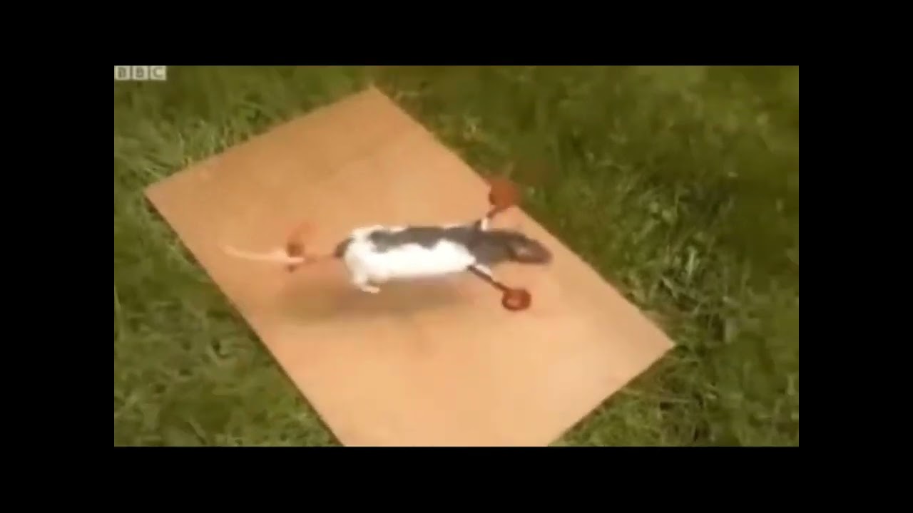 Helicopter rat