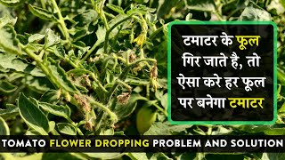 टमाटर के फूल गिर जाते है, तो ऐसा करे हर फूल पर बनेगा टमाटर | Tomato Flower Dropping Problem in Hindi
