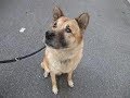 【犬 感動秘話】 どんなに安く来た犬でも、私たちにとってはかけがえのない大切な家族だった