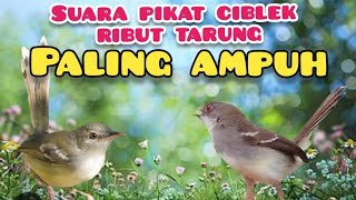 Jernih !! Suara Pikat Ciblek Ribut Tarung Paling Ampuh