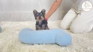 Teacup Yorkie puppy Rocco