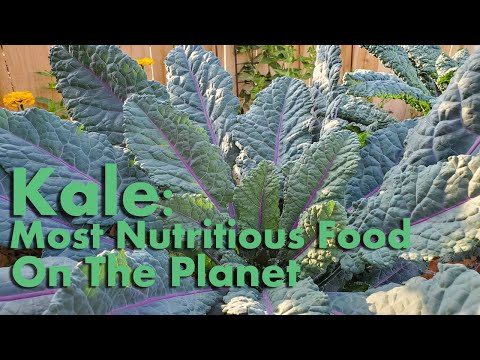 Kale: The Most Nutrient Food on This Planet