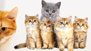 Cat`s Sounds. Learn cats. Cute cats.