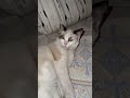 Cat)