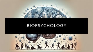 Biopsychology Explained: Brain, Behavior & Neuroscience Basics