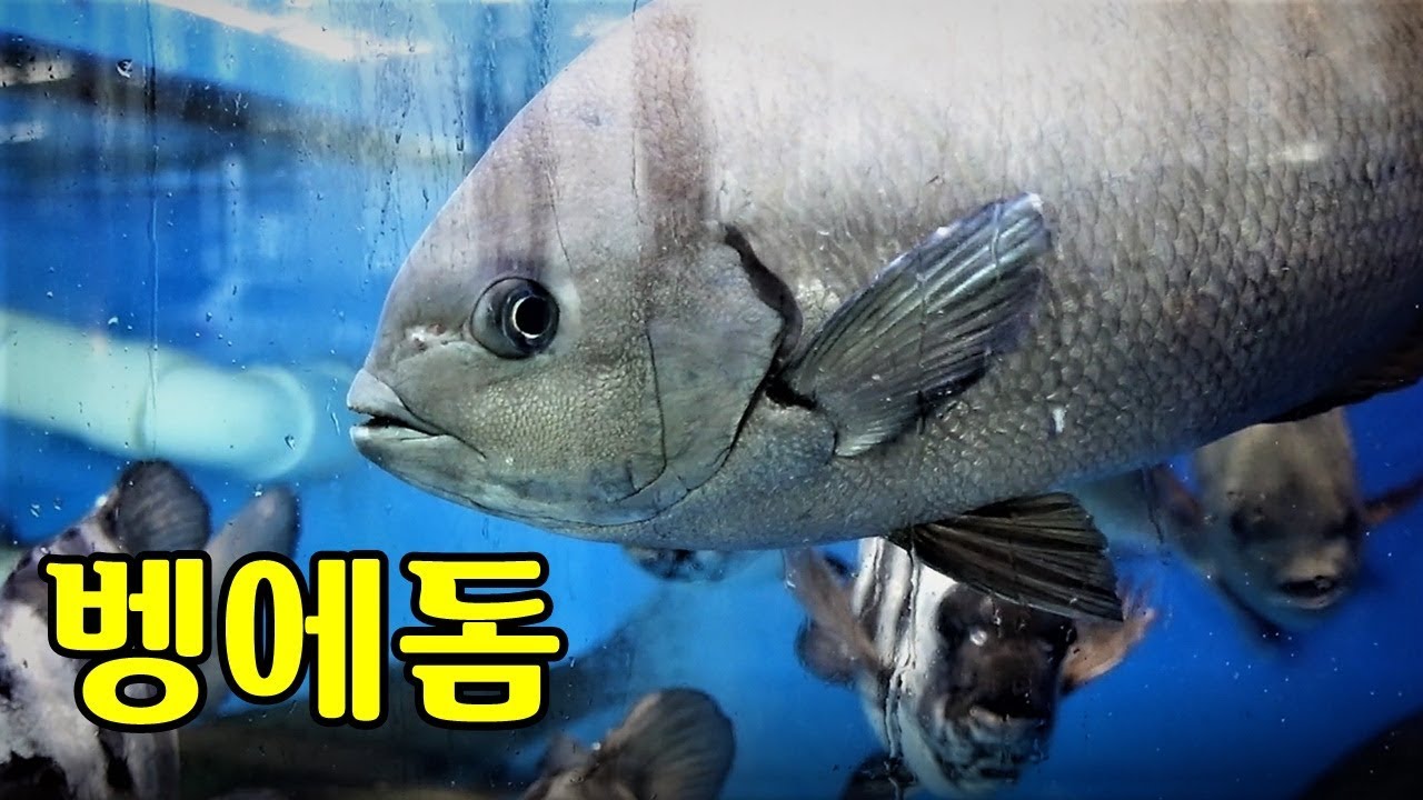 ドドゥ会館の紹介画像 (4/5)