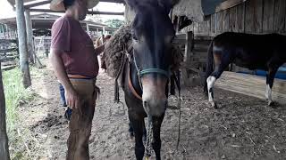 Doma Caipira Artesanal De Burro Parte 3tulio Cruz Marins Tcm