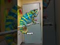 Chameleons Don’t Just Camouflage 😲🦎 || #animalfacts #amazingfacts @brainarchive360