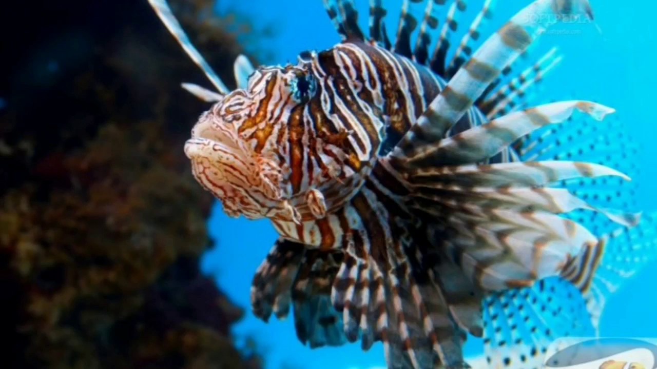 Pesti Pestele de piatra & Pestele-leu - YouTube