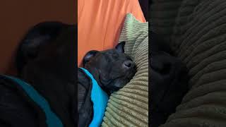 Let sleeping dogs lie ... (Siggy is snoozing)