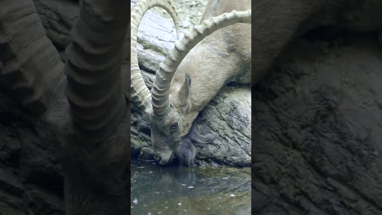 Ibex goats playing in the mountains 🐐 #PlanetEarth3