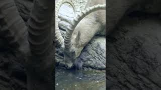 Ibex Goats Playing In The Mountains 🐐 #Planetearth3