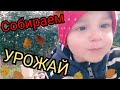 ДЕДИНА ПОМОЩНИЦА❤УРОЖАЕМ🍎МОИ РЕЦЕПТЫ ХОТЬ КОМУ-ТО ПОЛЕЗНЫ🤗АМЕЛИЯ ЗНАЕТ ВСЮ СВОЮ СЕМЬЮ❤