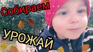 ДЕДИНА ПОМОЩНИЦА❤УРОЖАЕМ🍎МОИ РЕЦЕПТЫ ХОТЬ КОМУ-ТО ПОЛЕЗНЫ🤗АМЕЛИЯ ЗНАЕТ ВСЮ СВОЮ СЕМЬЮ❤