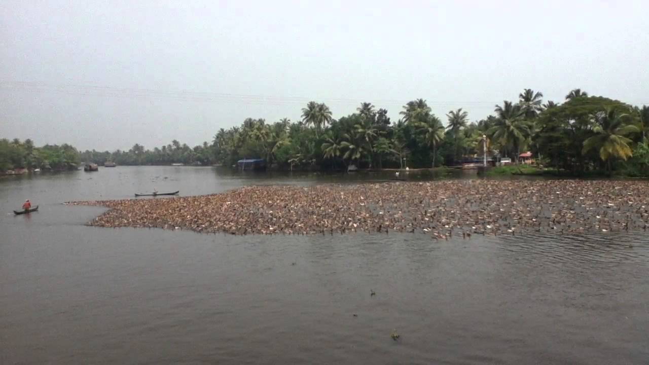 Herding ducks along the backwaters of the Arabian Sea