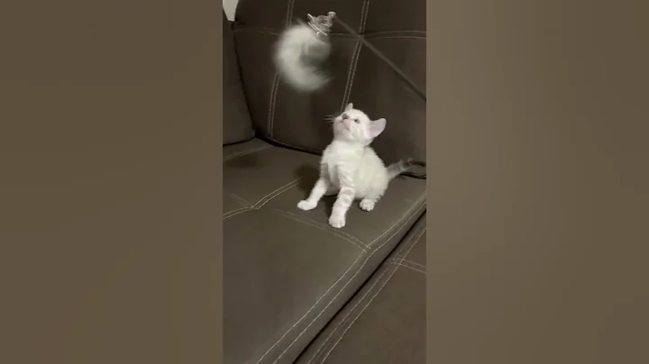 Video 7619291: spotted tabby bengal kitten, tabby bengal male kitten, lynx bengal kitten, blue tabby kitten, blue eyed lynx, purebred kitties, kitten catching