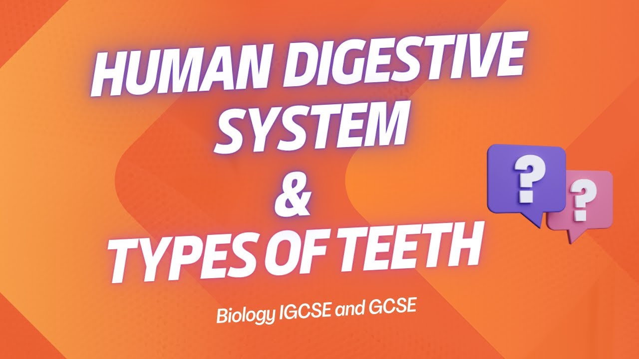 How Digestion Works: Teeth, Enzymes & Absorption in the Small Intestine ...