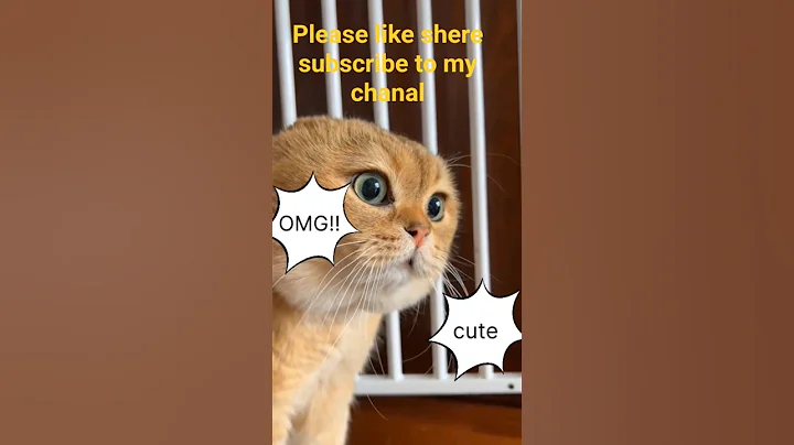 Video 11115001: funny cat cartoons talking, bells funny cats