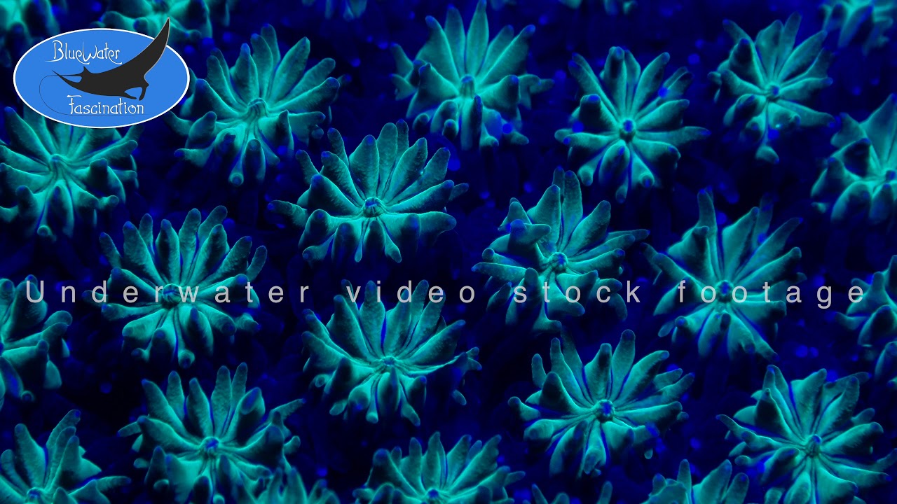 00496_fluorescent blue coral close up, 4K underwater video stock footage