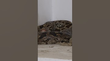 Indian rock python in temple 🛕