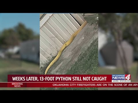 Weeks later, 13-foot python still not caught