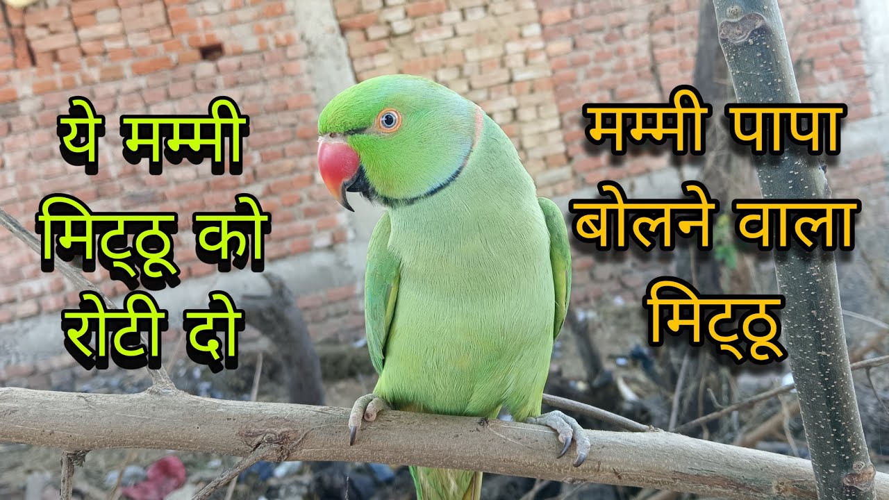 मिट्ठू को रोटी दो😱Parrot talking mummy papa🥰mummy papa bolane wala Mitthu😍Parrot sound 🦜cute parrot