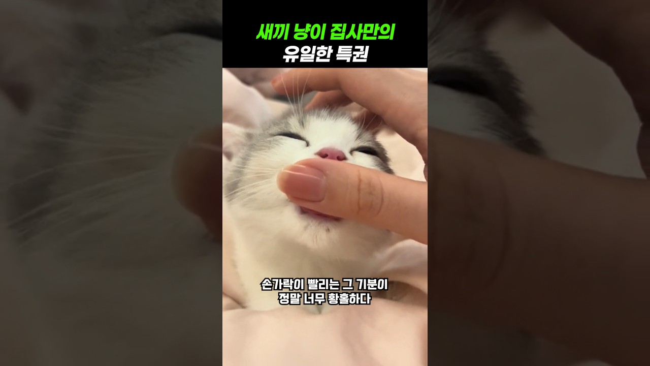 새끼 냥이 키우고 싶게 만드네