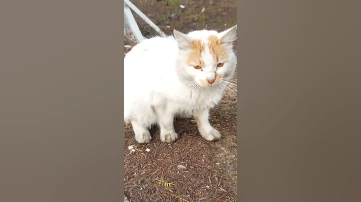 Video 4742371: cat kitten animation meow, baby cats kitten meowing, cat meowing kittens playing, cats kittens meowing cute, cats dogs kitten meowing, funny cats kittens meowing, meowing baby cat laugh, scared cats