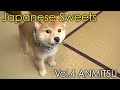 Mamesuke -Shiba Inu & Japanese Sweets- / Vol.4 ANMITSU