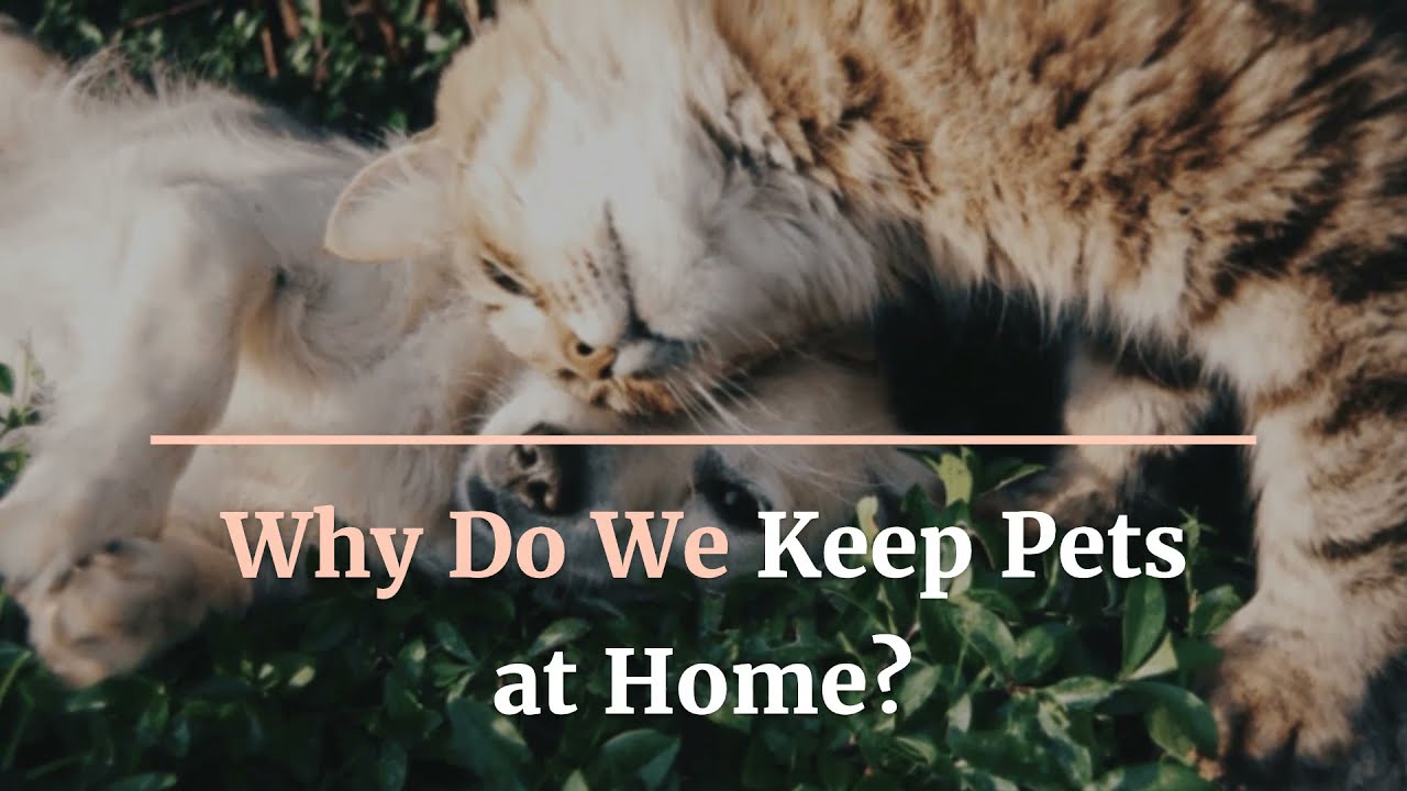 Why Do We Keep Pets at Home?