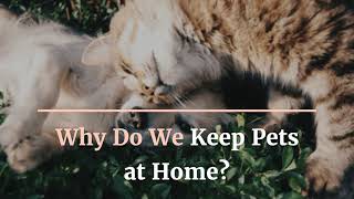 Why Do We Keep Pets at Home?